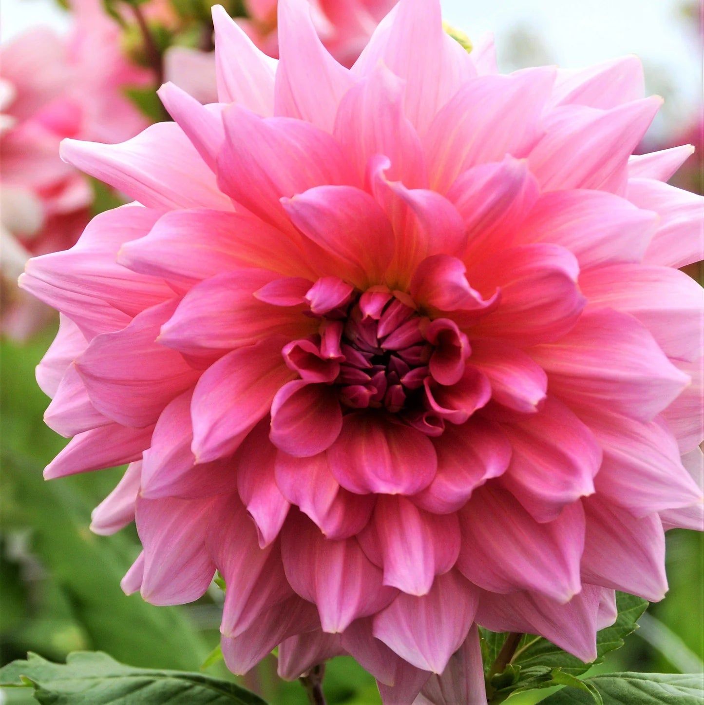 Otto's Thrill Dahlia